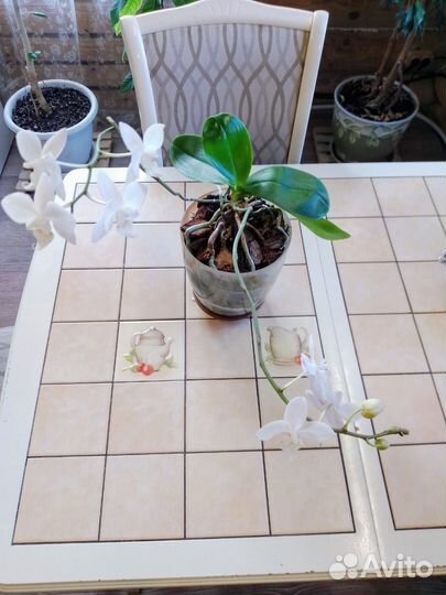 Фаленопсис мини