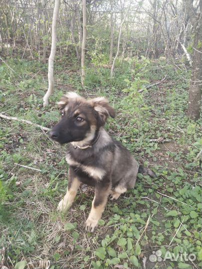 Восточноевропейская овчарка