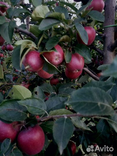 Яблоки гала