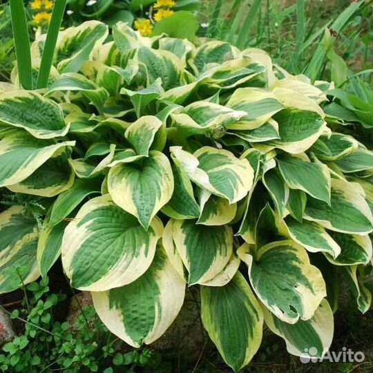 Хоста Вайт Брим. большая делянка