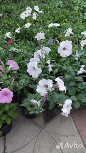 Петуния ампельная