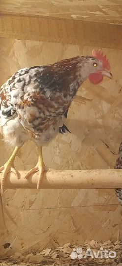 Ия породных кур