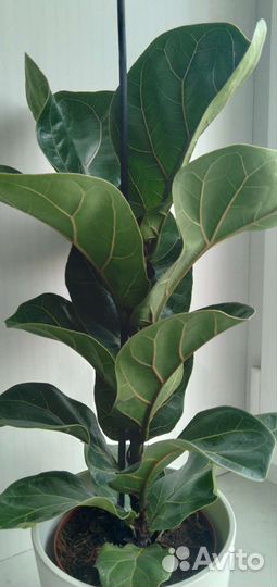 Фикус лирата бамбино