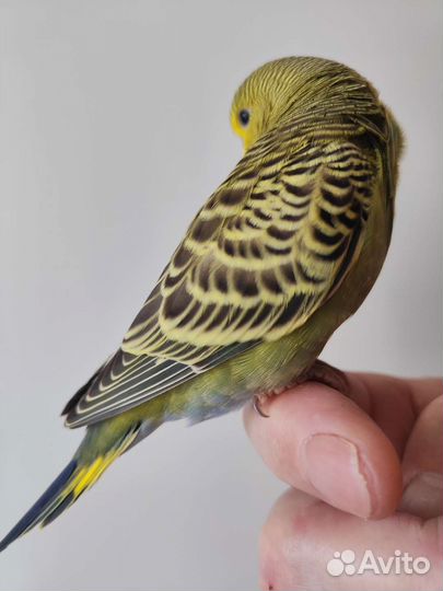 Птенцы волнистый попугай