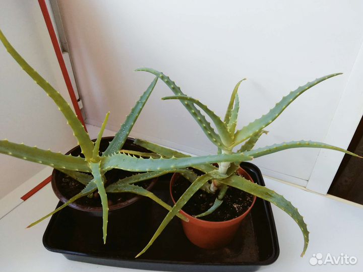 Алоэ(столетник)