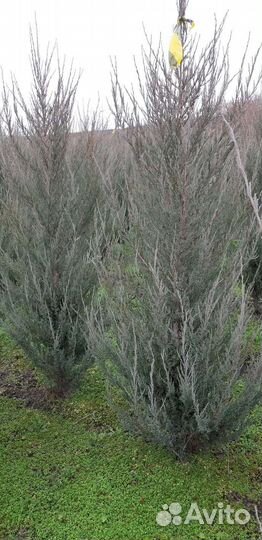 Можжевельник скальный Блю Эрроу