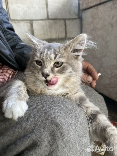 Котята от сибирской кошки