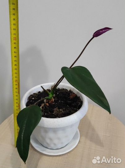 Антуриумы(ванила, фиорино, красный)