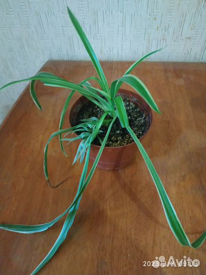 Комнатные цветы