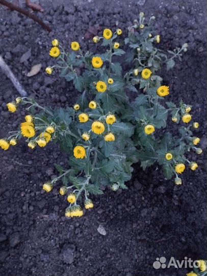 Хризантемы мультифлора