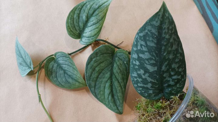 Сциндапсус сорт новый Тайский (без названия)