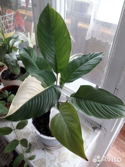 Спатифиллум Пикассо