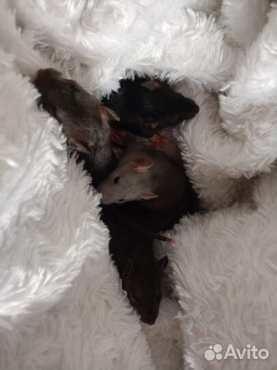 Декоративная крыса дамбо