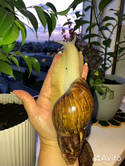 Улитки ахатины большие