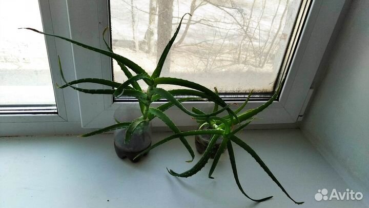 Алоэ лечебный