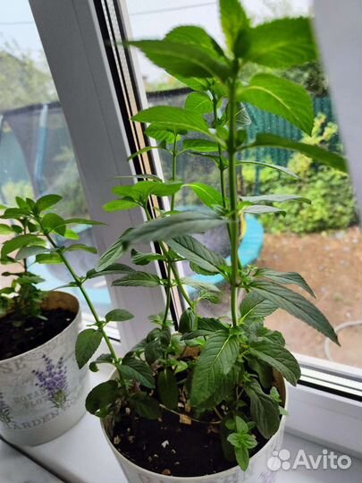 Мята апельсиновая, грейпфрутовая