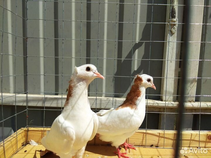 Бойные голуби. шейки