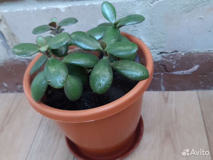 Толстянка крассула/Денежное дерево