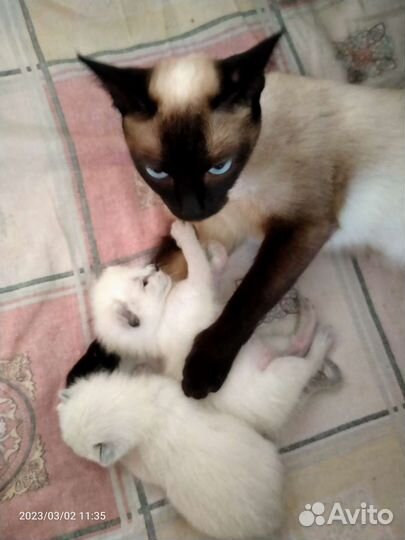Сиамская кошка