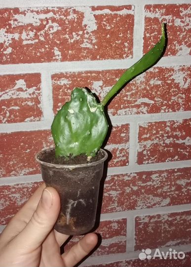 Опунция - кактус