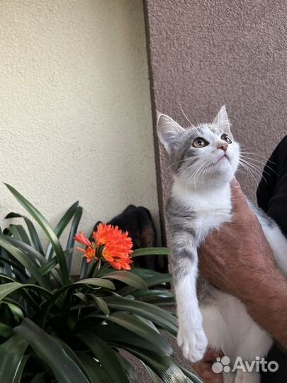 Котёнок