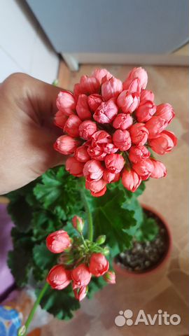 Герань тюльпановидная купить в Москве | Товары для дома и дачи | Авито