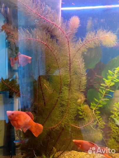 Аквариумные растения