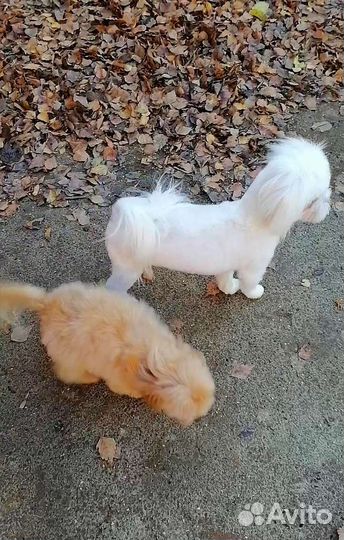 Мальтипу Микро ти-кап тэдди