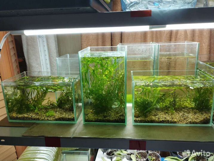 Готовый аквариум травник