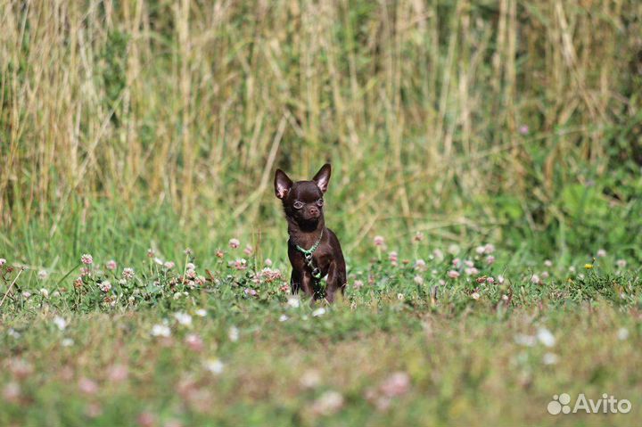Щенки чихуахуа, мини