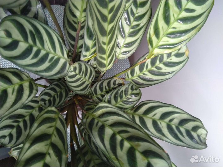 Эффектные декоративно-листные комнатные растения