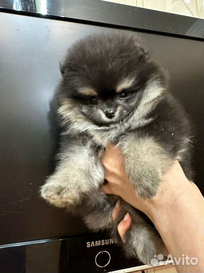 Шпиц девочка и два мальчика