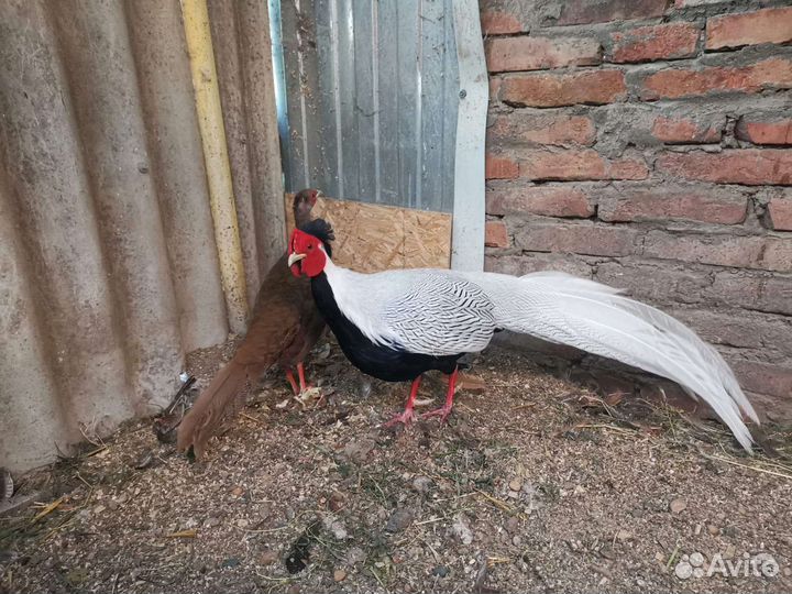 Яица инкубационные