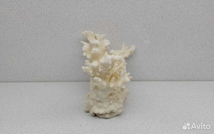 Коралл 11,1*15,7 морской сувенир подарок
