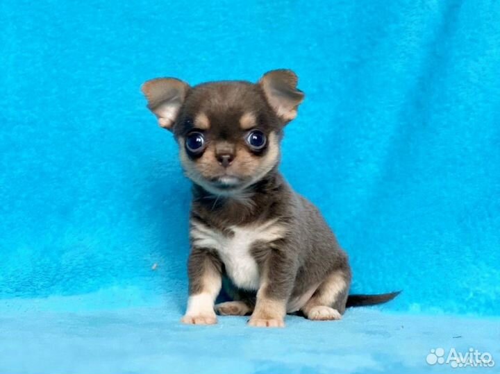 Миники и малюськи