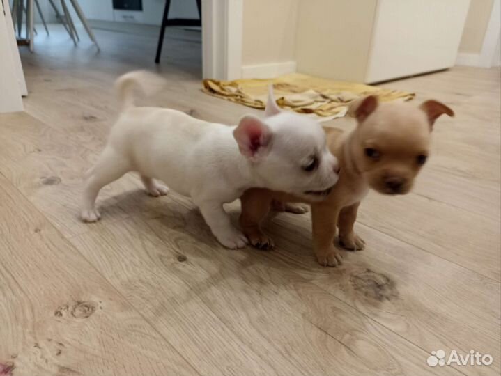 Собаки щенки