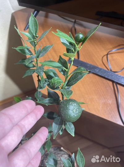 Чинотто цитрус