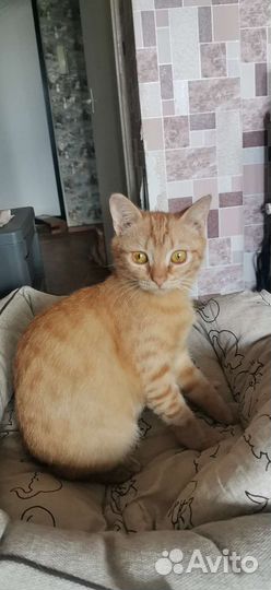 Кошки в добрые руки