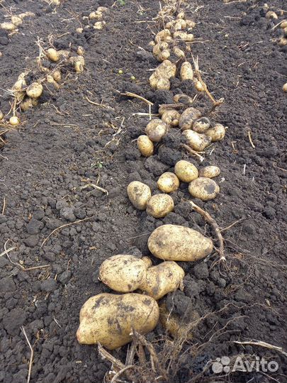 Продам картофель