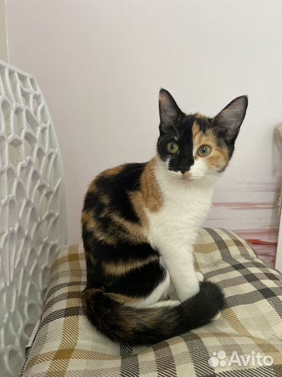 Домашиние котята