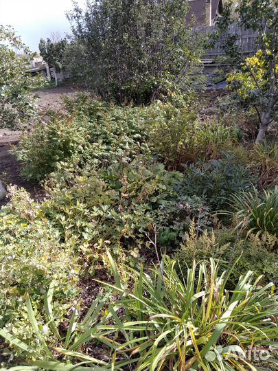 Реализация саженцев декоративных пород деревьев