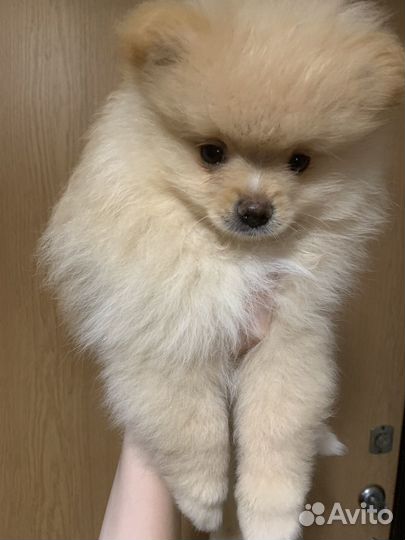 Щенок шпиц девочка с документами скор