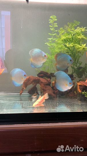 Сом таракатум