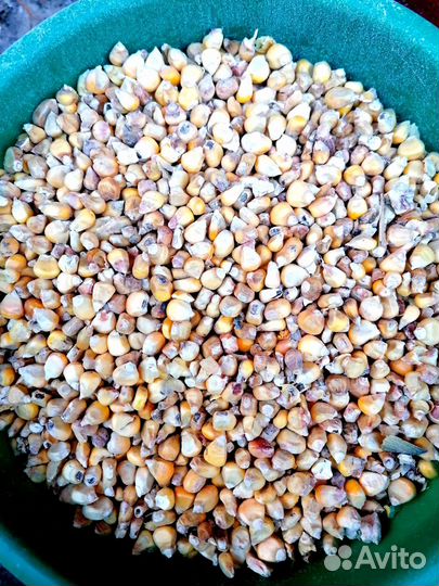 Кукуруза, Горох