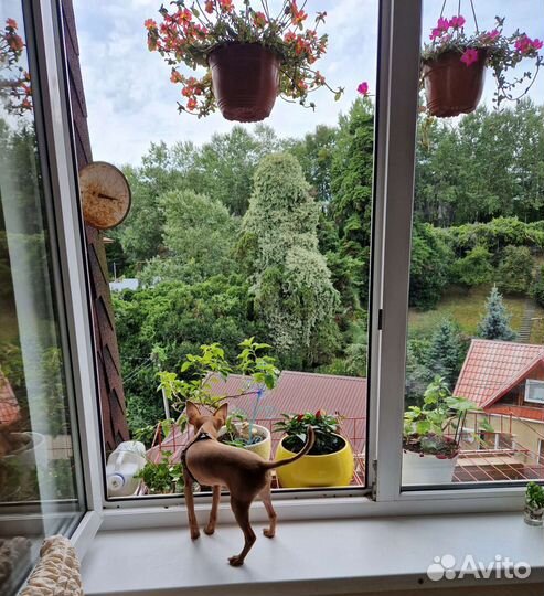 Передержка для собак