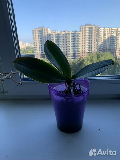 Комнатные растения