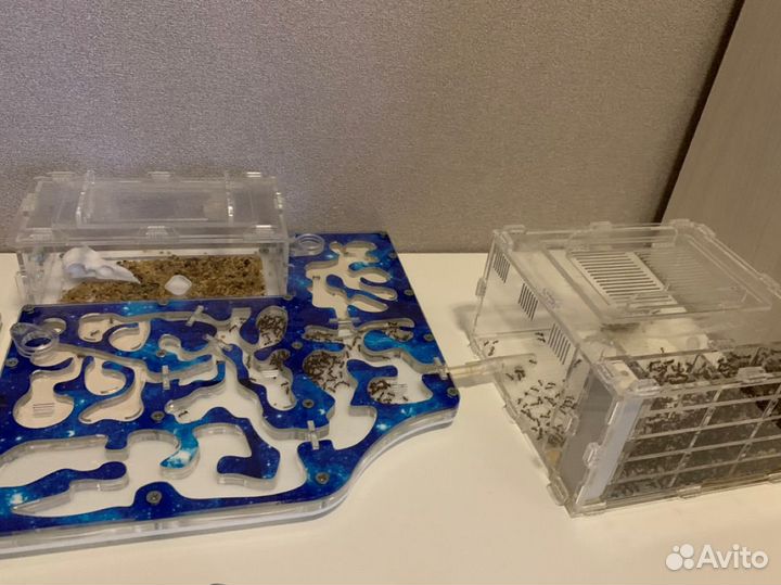 Messor muticus(муравей-жнец ), camponotus