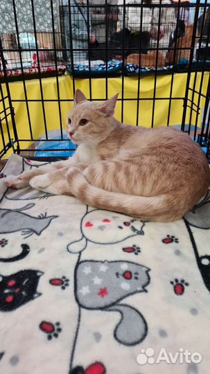 Рыжик в добрые руки