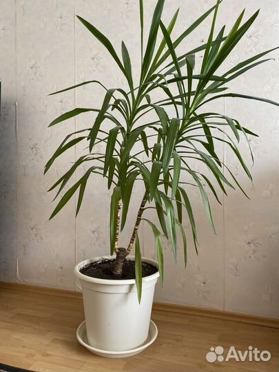 Пальма юкка