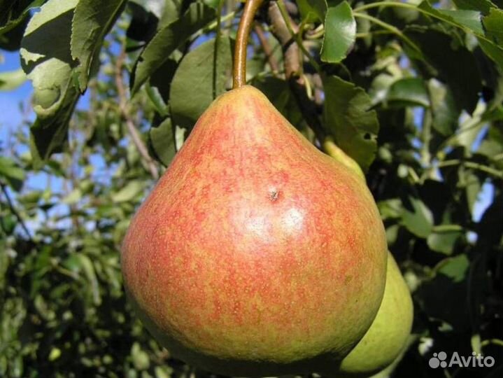 Саженцы груши Памяти Яковлева